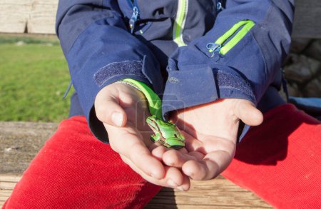Child boy hands holding European tree frog or hyla arborea