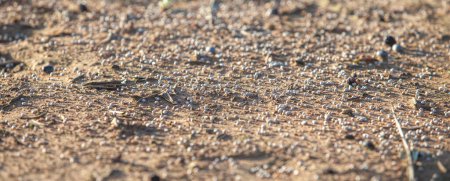 Soil covered with granulated fertilizer. Selective focus