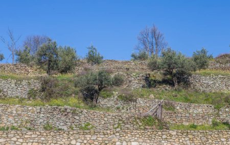 Cultivo de olivos en terrazas en zonas de montaña. Paredes de piedra seca que sostienen la tierra