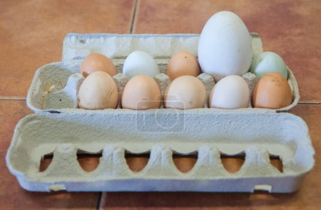 Free-range big goose egg between chicken ones. Display on cardboard package 