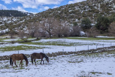 Pferde weiden in der verschneiten Landschaft der Sierra de Gredos. Hoyos del Espino, Ávila, Kastilien und León, Spanien