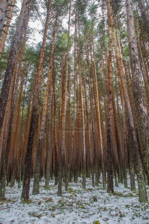 Interior of a snowy pine forest in the Sierra de Gredos. Hoyos del Espino, Avila, Spain