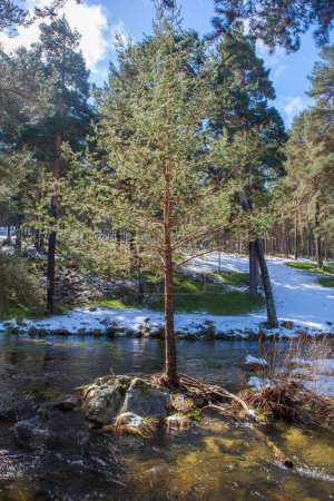 Young scotch pine in the middle of Tormes River Course, Sierra de Gredos. Hoyos del Espino, Avila, Castile and Leon, Spain