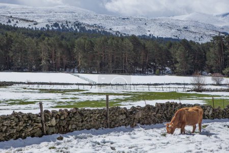 Cow grazing in the snowy landscape of Sierra de Gredos. Hoyos del Espino, Avila, Castile and Leon, Spain