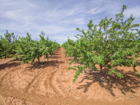 Almond tree plantation on springtime. Tierra de Barros, unique red soil, Extremadura, Spain