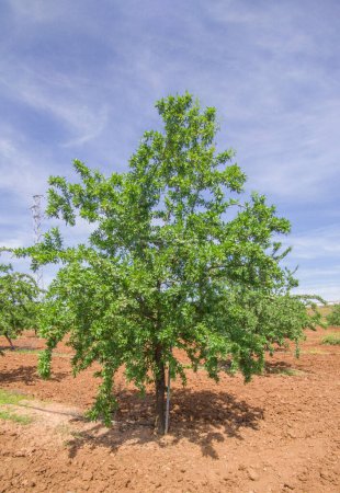 Mandelbaum im Frühling. Tierra de Barros, einzigartige rote Erde, Extremadura, Spanien