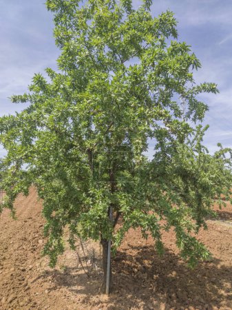 Almond tree on springtime. Tierra de Barros, unique red soil, Extremadura, Spain