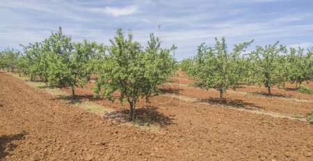 Almond tree plantation on springtime. Tierra de Barros, unique red soil, Extremadura, Spain