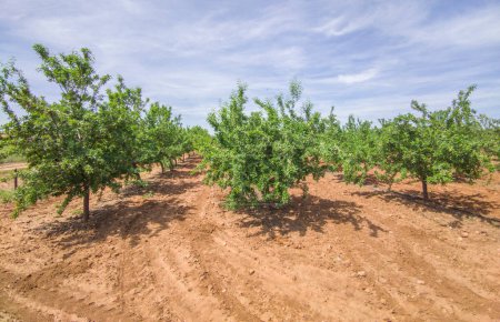 Mandelbaumplantage im Frühling. Tierra de Barros, einzigartige rote Erde, Extremadura, Spanien