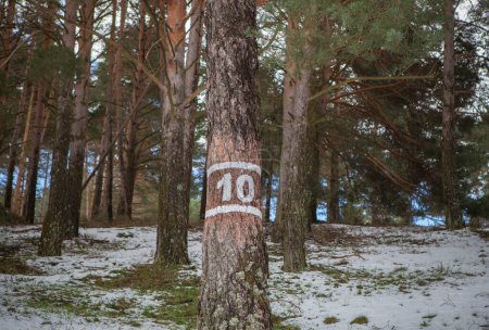 Pine tree marked with the number 10 in a mountain forest. Forestry management concept