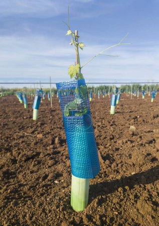 Plants protected by treeguard and vine protection sleeve against animals and herbicides