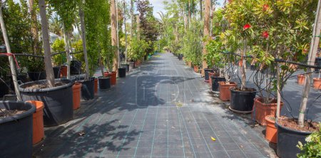 Lane for the reproduction of plants in a nursery. Young trees rows