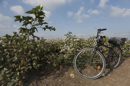 Foto de Una bicicleta con un casco en el manillar sobre el fondo de un campo de algodón y un cielo azul con nubes - Imagen libre de derechos