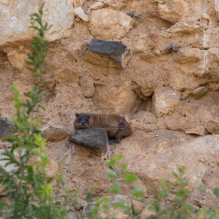 Foto de Un conejo de piedra yace sobre una piedra de una pared escarpada - Imagen libre de derechos