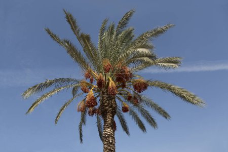 Foto de En una palmera en gran abundancia con grandes racimos de dátiles contra un cielo azul - Imagen libre de derechos