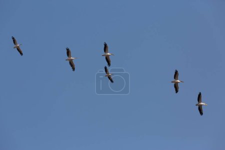 Foto de Pelícanos volando en el cielo - Imagen libre de derechos