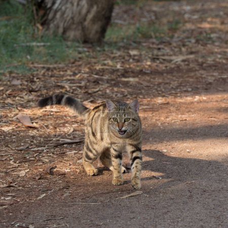 Foto de Meowing gato emergiendo de la densa selva - Imagen libre de derechos