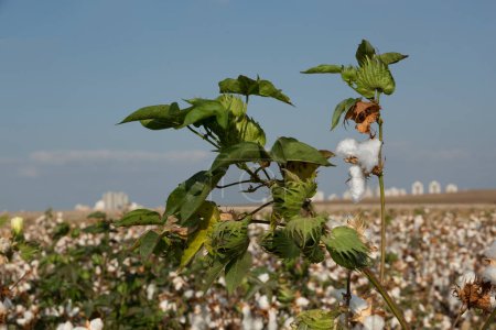 Foto de Stems with bolls of white cotton ripening in the field - Imagen libre de derechos
