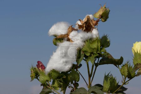 Foto de Opened boll of white cotton on a green stem against a blue sky - Imagen libre de derechos