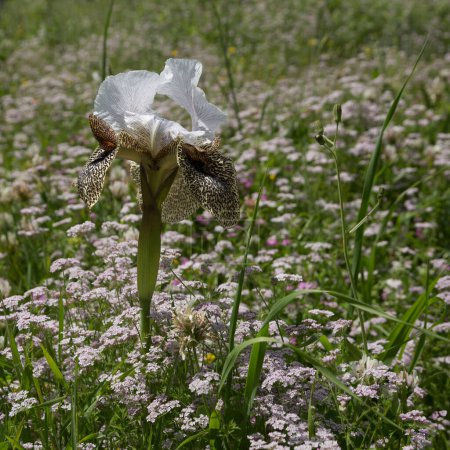 Foto de A lone iris flower of a beautiful color grows among wild flowers - Imagen libre de derechos