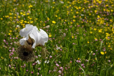 Foto de A green grasshopper sits on an iris flower among the grass - Imagen libre de derechos