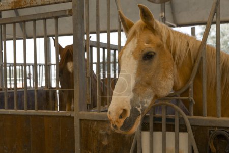 Foto de El caballo está en el establo - Imagen libre de derechos