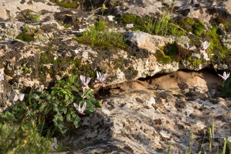 Foto de Flowers growing on stones in early spring - Imagen libre de derechos
