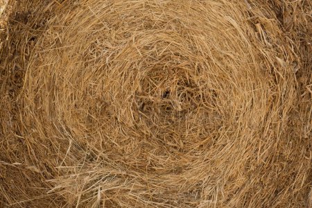 Photo for Background of straw twisted in a circle collected on the field - Royalty Free Image