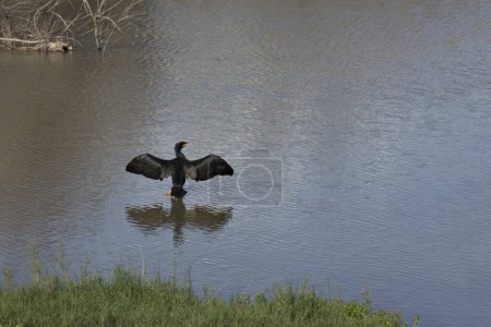 Foto de Un gran cormorán con alas abiertas está sobre una piedra en medio del lago - Imagen libre de derechos