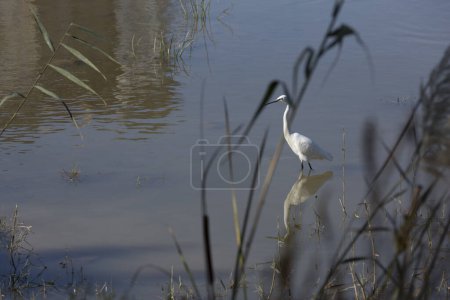 Foto de Una garza blanca camina sobre el agua cerca de la orilla de un estanque cubierto de juncos - Imagen libre de derechos