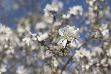 Foto de Almendro floreciente en un claro día soleado de primavera - Imagen libre de derechos