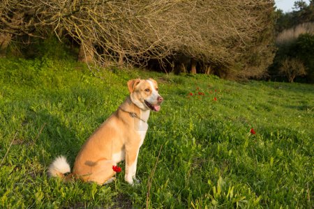 Foto de El perro se sienta en la hierba verde entre las flores de anión rojo y mira el atardecer - Imagen libre de derechos