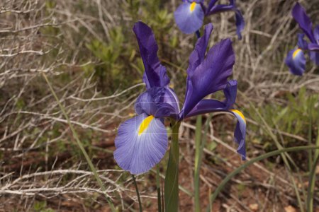 Foto de Iris flor púrpura con color amarillo en la naturaleza - Imagen libre de derechos