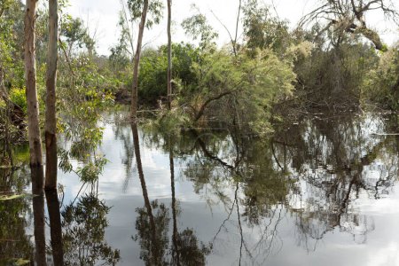 Foto de Árboles y arbustos reflejados en el agua inundada después de la lluvia primaveral - Imagen libre de derechos