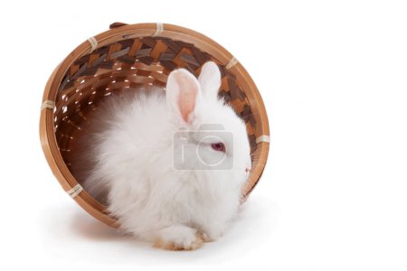 Foto de Conejo blanco esponjoso se sienta tranquilamente en una canasta de mimbre - Imagen libre de derechos