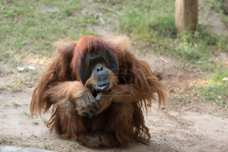 Foto de Un viejo mono orangután macho se sienta en un camino - Imagen libre de derechos