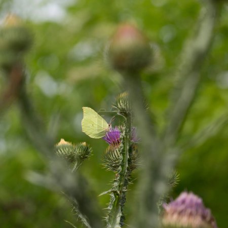 A butterfly feeds on nectar from a thistle flower