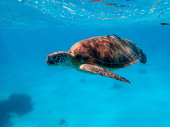 Green sea turtle ascends to the surface to breathe for air Poster #625607476