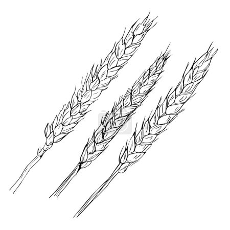 Illustration for Ears of wheat isolated on white background vector vintage monochrome engraving illustration hand drawn design element - Royalty Free Image