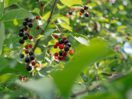 Téléchargez les photos : Vue d'en bas sur les grappes de cerises d'oiseaux rouges et noires sur une branche d'un hackberry Mayday tree. - en image libre de droit