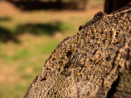 Téléchargez les photos : Gouttes orange de résine d'arbre sur un tronc de pin à l'extérieur - en image libre de droit