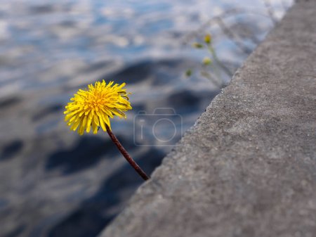 Téléchargez les photos : Gros plan d'une fleur de pissenlit jaune solitaire poussant entre des marches en pierre sur une promenade le long du fleuve Dniepr à Kiev, en Ukraine. - en image libre de droit