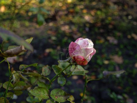 Foto de Un hermoso capullo de rosa manchado de rojo y rosa solitario que crece en un oscuro jardín abandonado sombrío. Fondo floral natural al aire libre. - Imagen libre de derechos