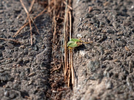 insecto escudo apestoso verde (Palomena prasina) que parece una hoja se arrastra a lo largo de un camino de asfalto.