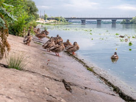 A flock of cute ducks sitting on a concrete bank of the Dnipro river in Kyiv, Ukraine. Water surface covered by lily flowers with large leaves and green weed bloom.