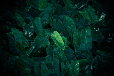 Photo for Green leaf texture abstract background - Royalty Free Image