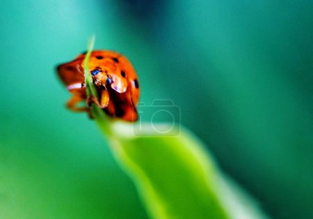 a ladybug is sitting alone on a leaf