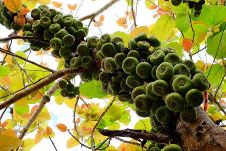 Fig tree or Ficus Racemosa with green fruits on tree trunk a kind of moraceae can use as vegetable food, or herbal medicine growing in Vietnam