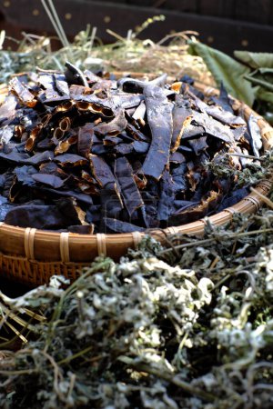 Close up of raw material for hair herbal shampoo from natural ingredient as Locust fruit also gleditsia triacanthos, mugwort, guava leaves, betel, shampooing with handmade locust to hair care, healthy
