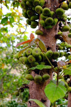 Feigenbaum oder Ficus Racemosa mit grünen Früchten am Baumstamm, die eine Art Moränengewächs als pflanzliche Nahrung verwenden kann, oder pflanzliche Medizin, die in Vietnam wächst